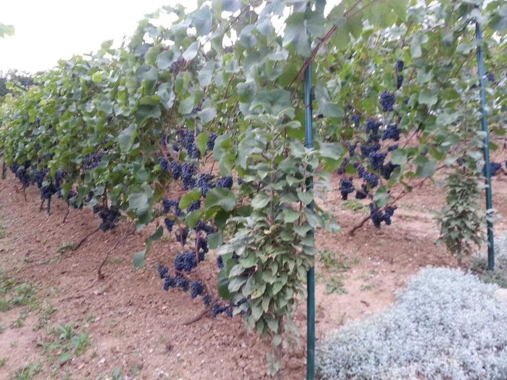 바트키싱엔 Idyllisches Wohnen Weinberg 아파트 객실 사진