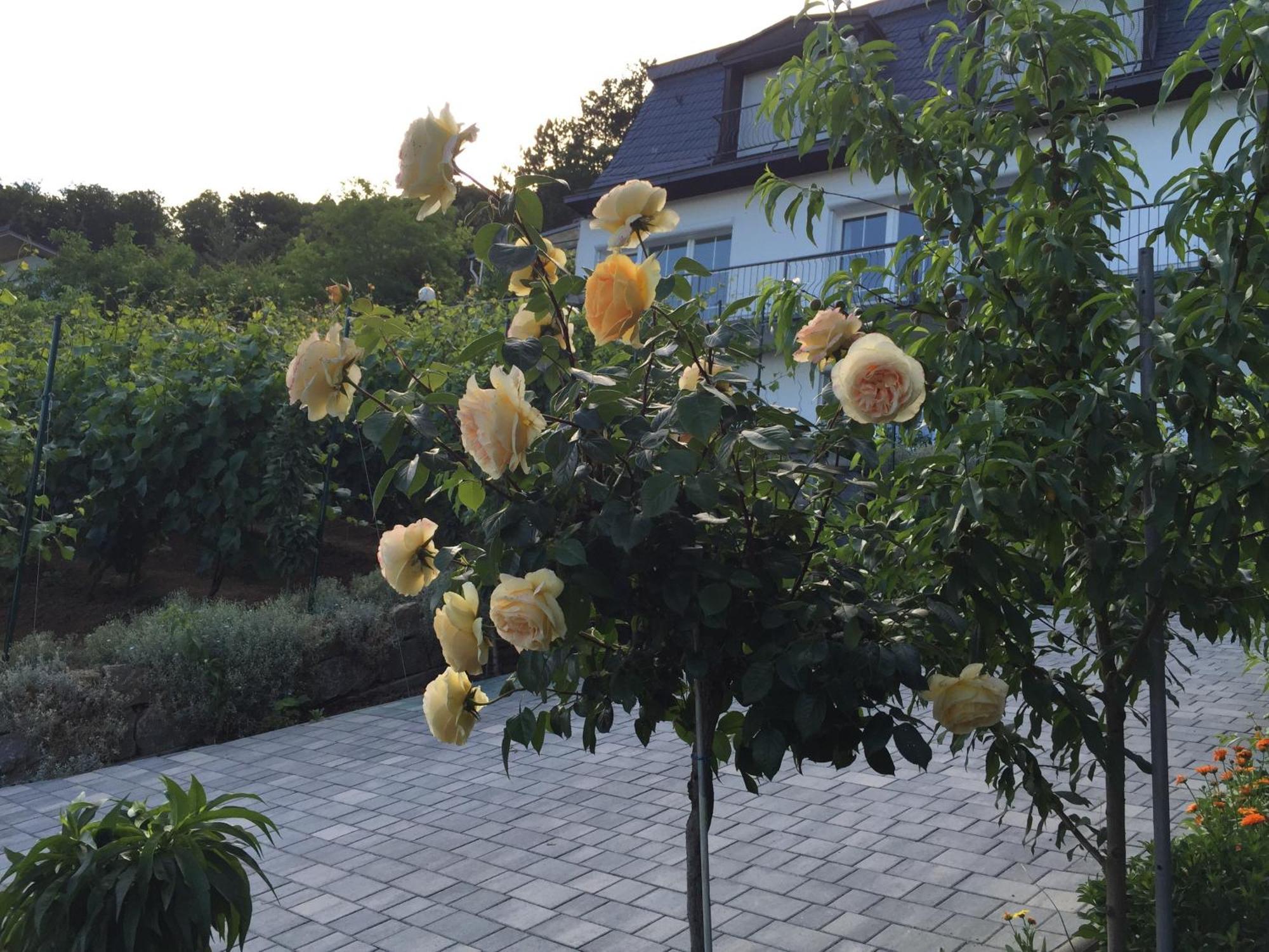 바트키싱엔 Idyllisches Wohnen Weinberg 아파트 외부 사진